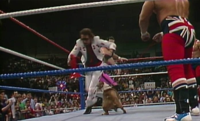 British Bulldogs mascot, Matilda, gets her revenge on Jimmy Hart and his Megaphone! Saturday Night's Main Event, May 2nd, 1987. 