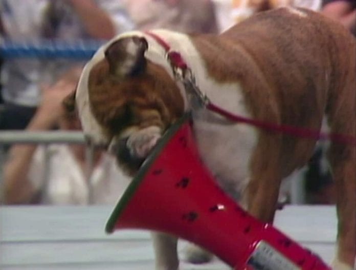 British Bulldogs mascot, Matilda, attacking Jimmy Hart's Megaphone