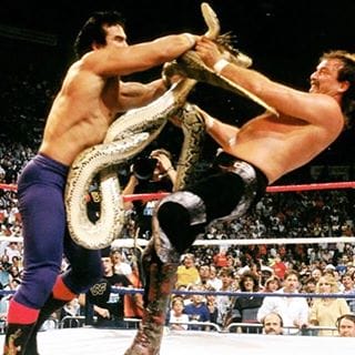 Jake the Snake and Ricky Steamboat's wrestling animals tangling up in the ring